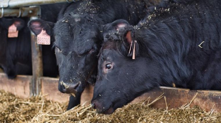 Aberdeen Angus: Seznamte se