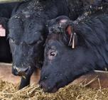 Aberdeen Angus: Seznamte se